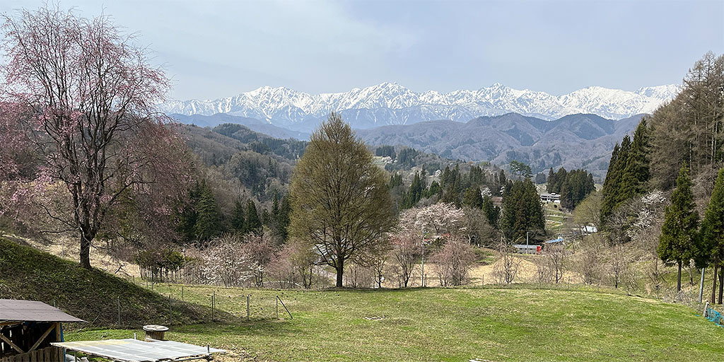 20240415-banya-sakura.jpg